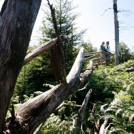 Un couple dans la nature